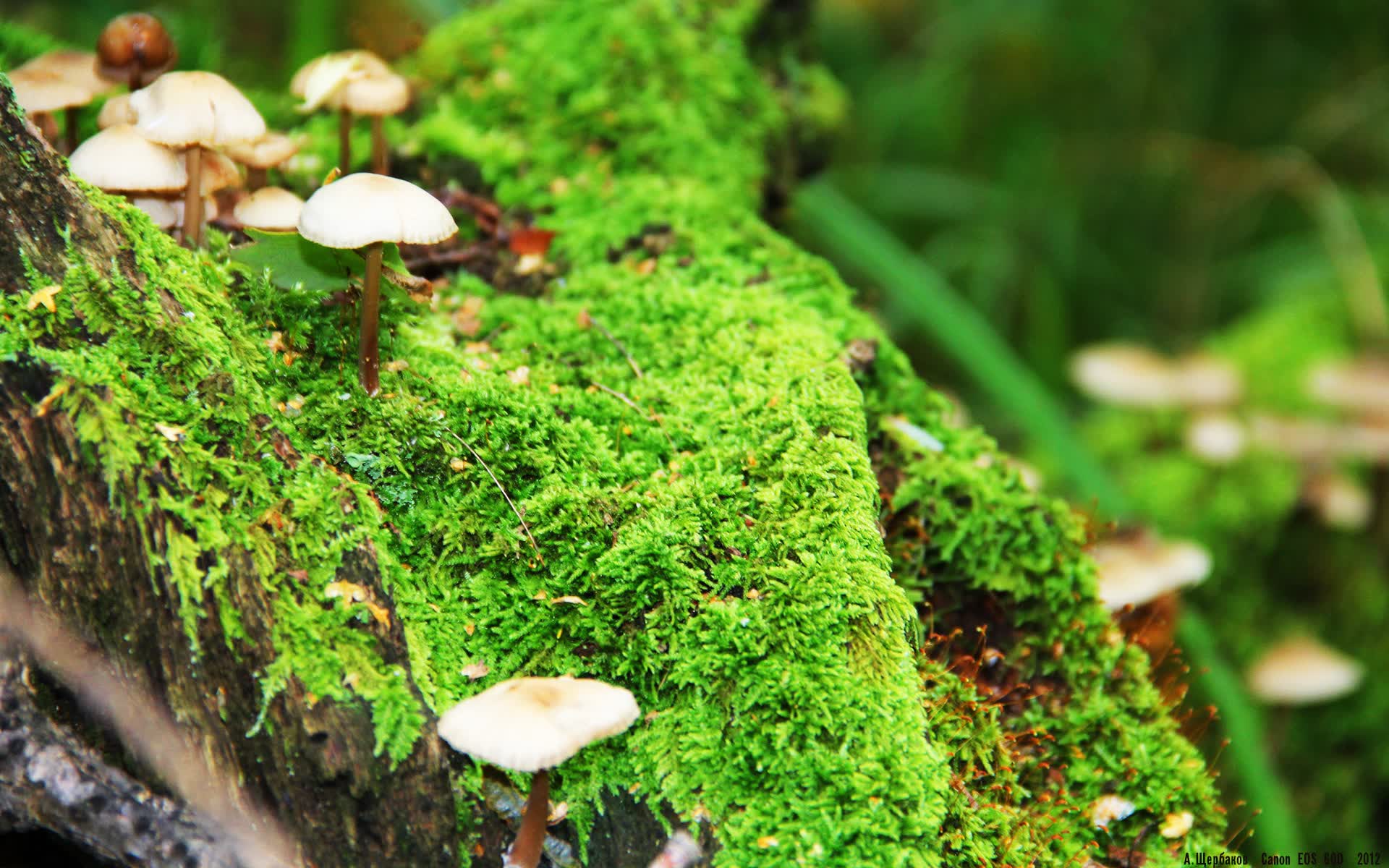 世界篮球青训俱乐部监管与合规考核细则发布，青年篮球训练机构